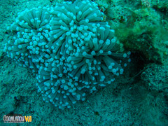 Euphyllia glabrescens