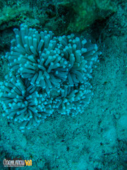 Euphyllia glabrescens