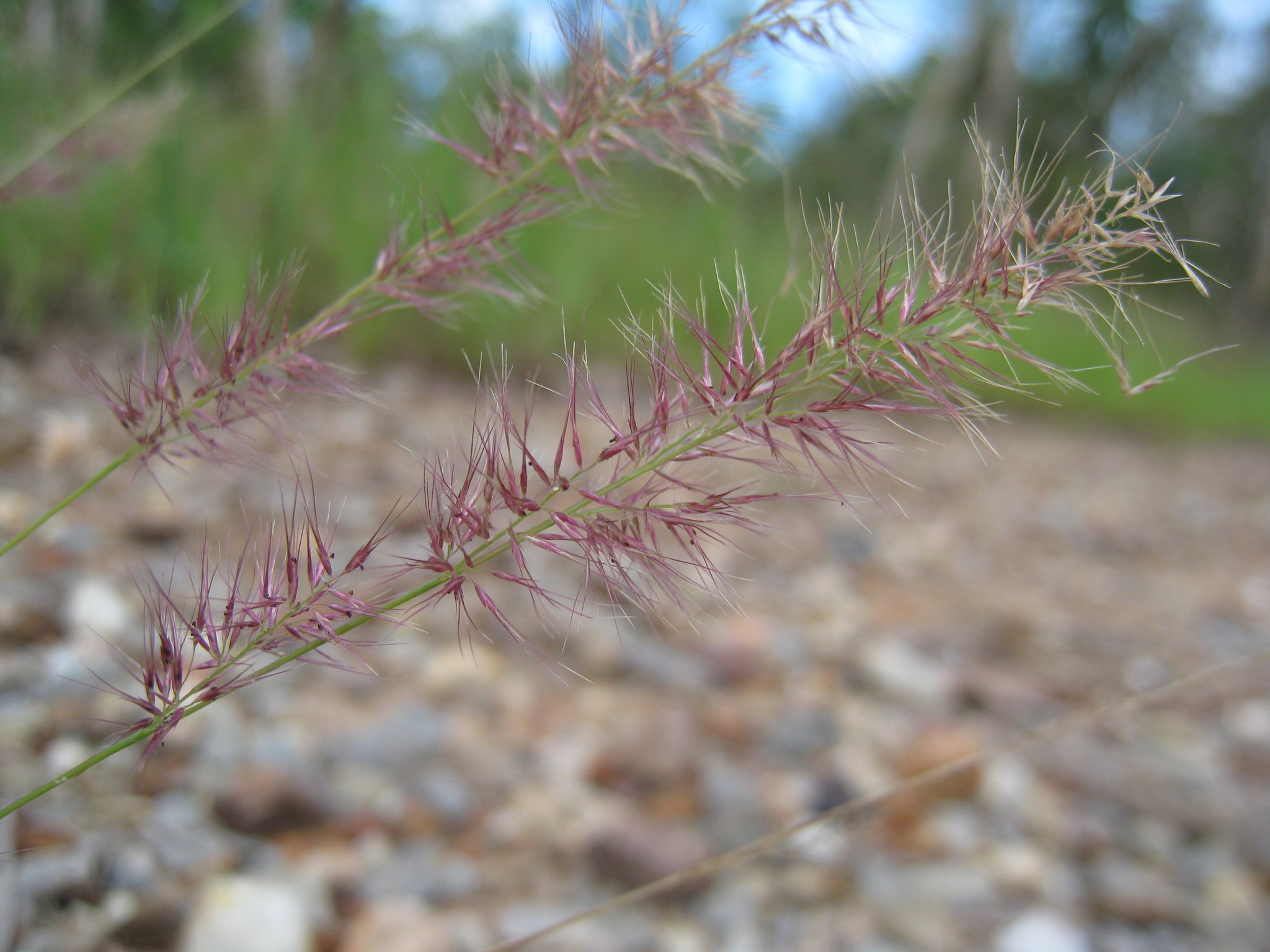 Eragrostis agrostoides