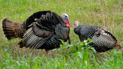 Wild Turkey photographed in Iowa