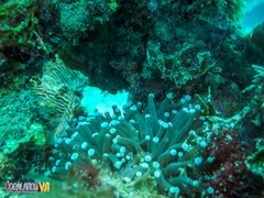 Euphyllia glabrescens