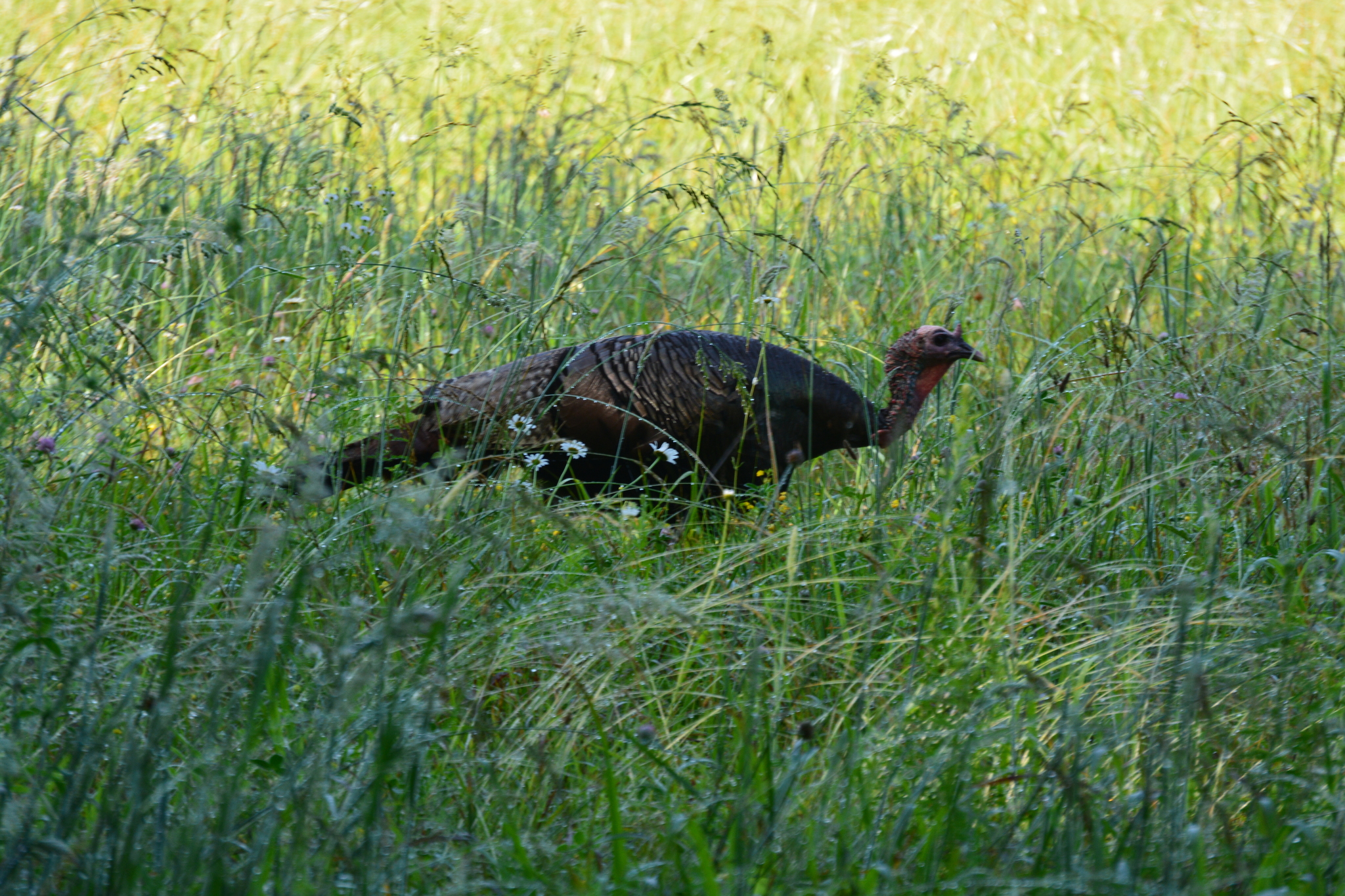 Wild Turkey