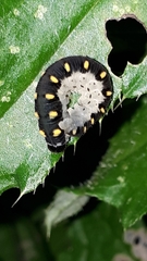 Tenthredo mandibularis