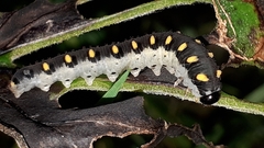 Tenthredo mandibularis