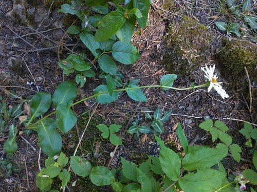Erigeron howellii, photograph 5