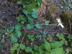 Erigeron howellii, photograph author not stated, no rights reserved