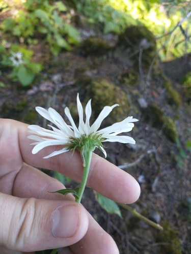 Erigeron howellii, photograph 6