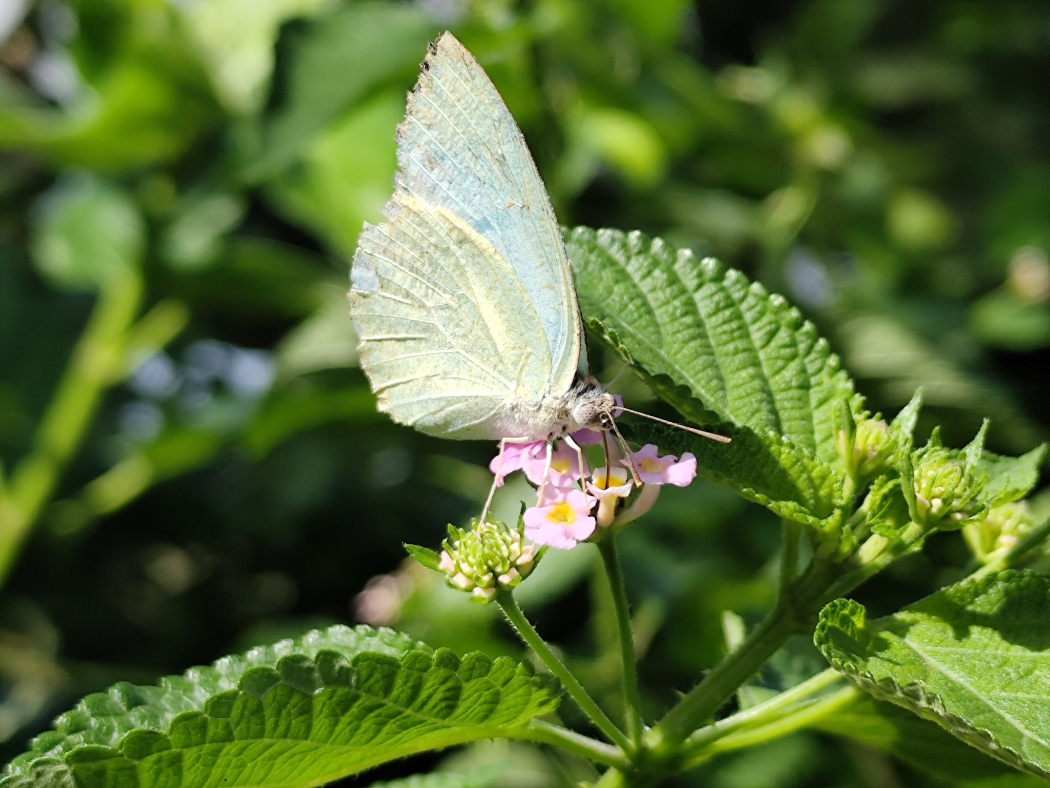 Mottled Emigrant