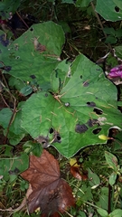 Tenthredo mandibularis