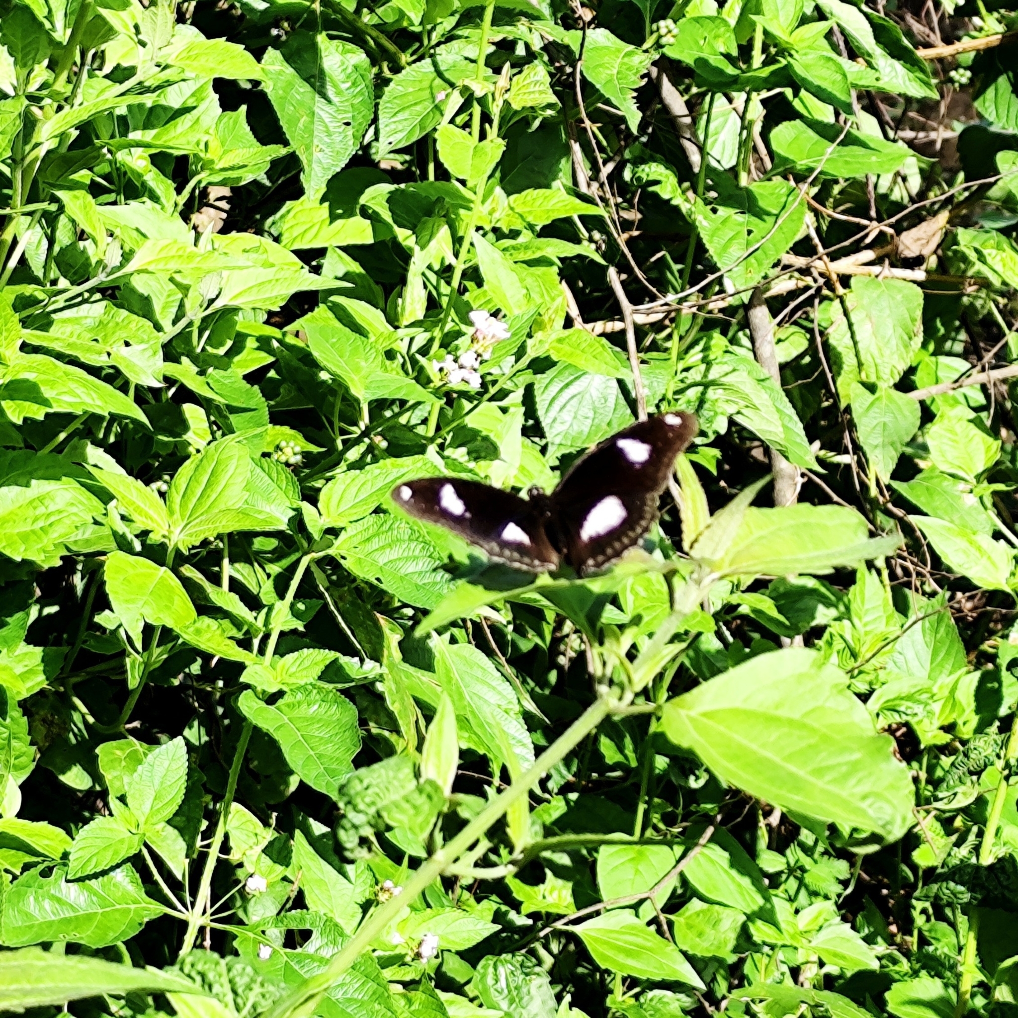 Great Eggfly