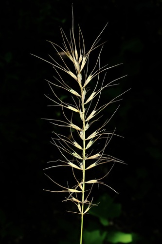 Church's Wildrye (Elymus churchii)