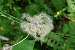 Clematis versicolor, photograph (c) Nathan Aaron, some rights reserved (CC BY)