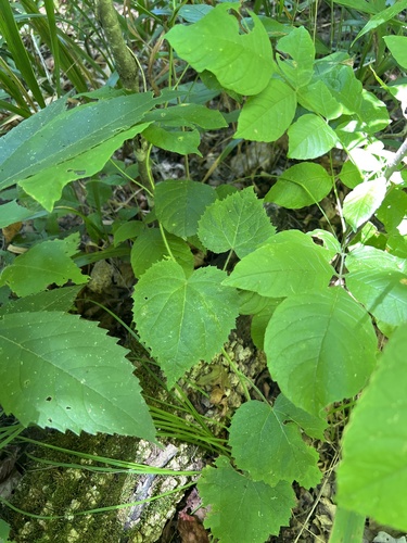 Heartleaf Noseburn (Tragia cordata)