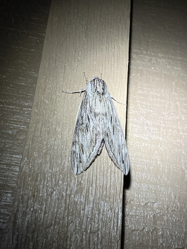 Canadian Sphinx photo 3