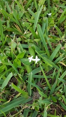 Diodia