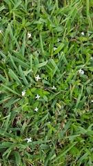 Diodia
