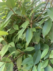 Photinia × fraseri
