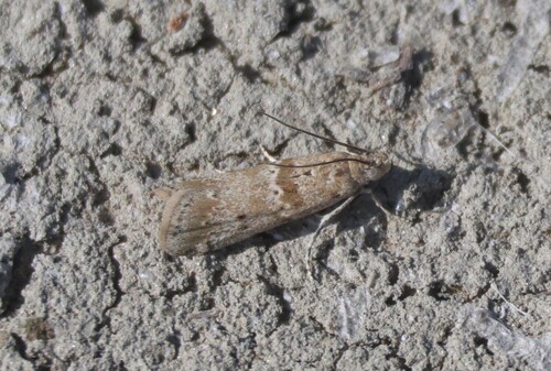Sugarbeet Crown Borer Moth photo 2