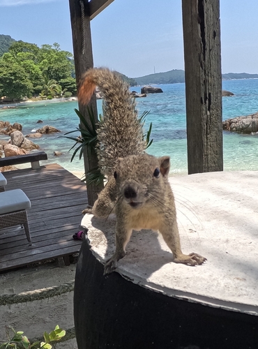 Plantain Squirrel, WP2Q+QX, Pulau Perhentian Besar, Besut, Terengganu, Malaisie, photo 6 of 10