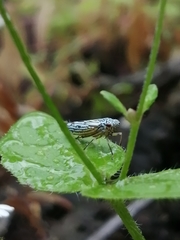 Graphocephala edwardsii