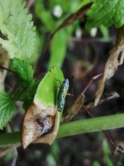 Graphocephala edwardsii
