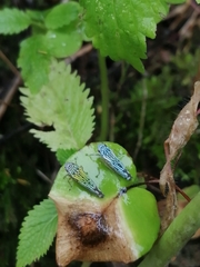 Graphocephala edwardsii