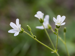 Cerastium pauciflorum