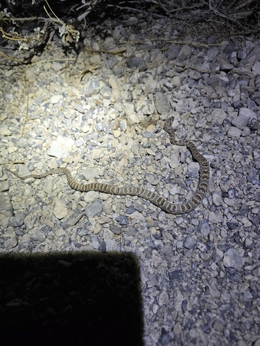 Sonoran Lyre Snake