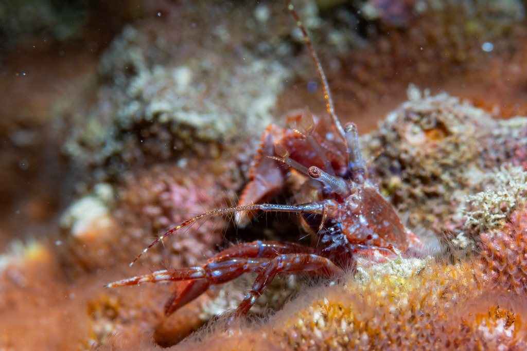 Australeremus