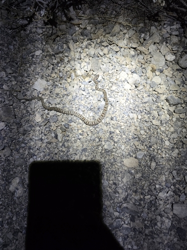 Sonoran Lyre Snake