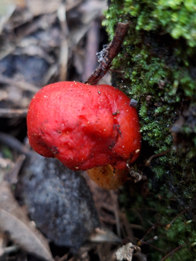 Leratiomyces erythrocephalus · July 2025 · photo: © heidimeudt (iNaturalist, cc-by)