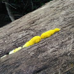 Fuligo septica