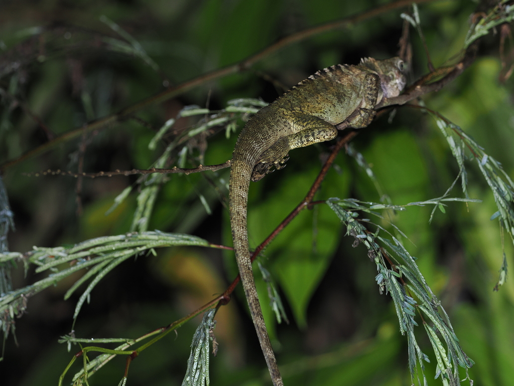 Hypsilurus magnus (Hypsilurus magnus)