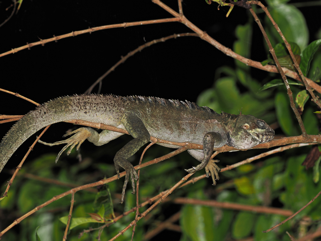 Gariau Forest Dragon (Hypsilurus magnus)