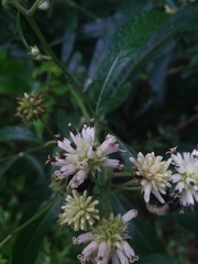 Verbesina walteri