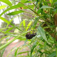 Megalometis spinifer