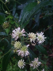 Verbesina walteri