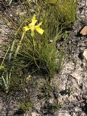 Moraea anomala