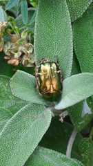 Cetonia aurata