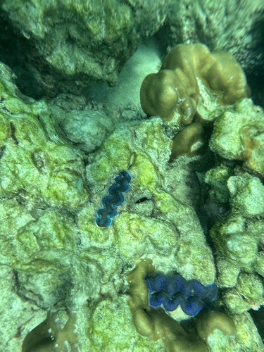 Tridacna crocea