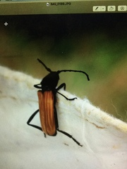 Tragidion coquus