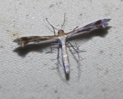 Stangeia xerodes