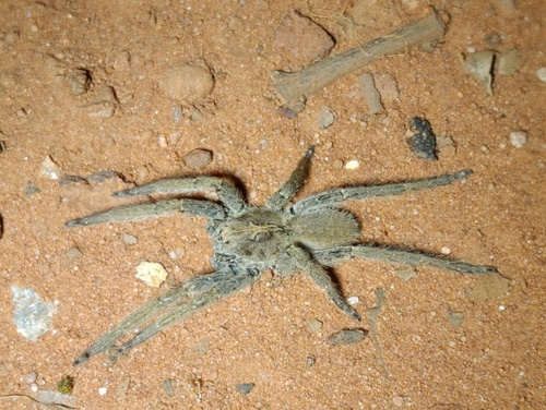 Centroctenus brevipes
