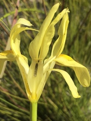 Moraea anomala