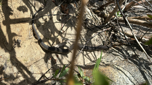 iNaturalist observation photo of Sierra Garter Snake