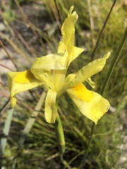 Moraea anomala