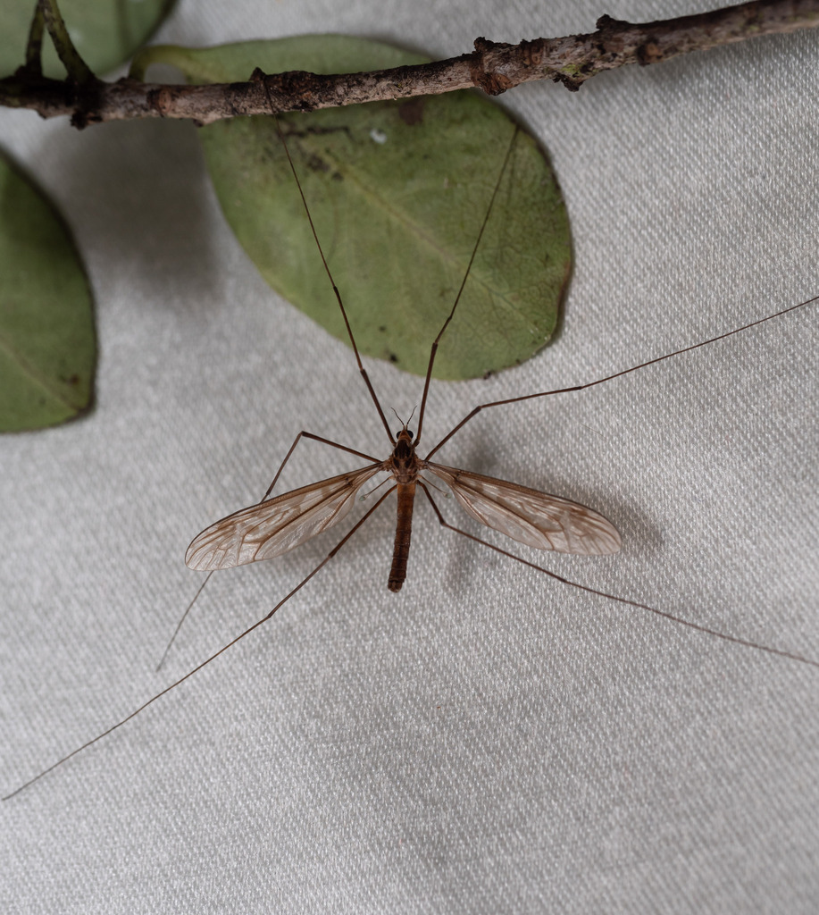 Maoritipula hudsoni