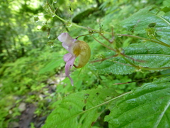 Impatiens bicornuta
