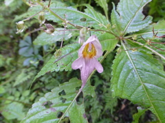 Impatiens bicornuta