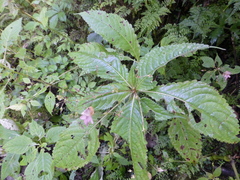 Impatiens bicornuta